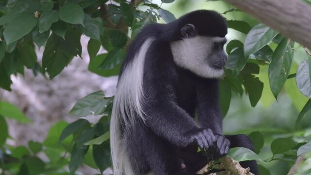 Mantled Guereza - Black-and-white Colobus Monkey Sitting And Resting On A Tree Branch With Green Foliage. - close up
