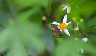 butterfly on flower