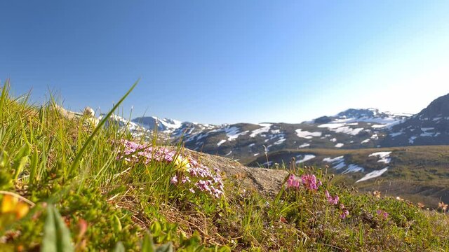 Pan shot of wild flowers with partly snow covered mountain range in the background -  in Norway 