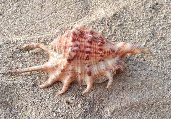 seashell on the beach
