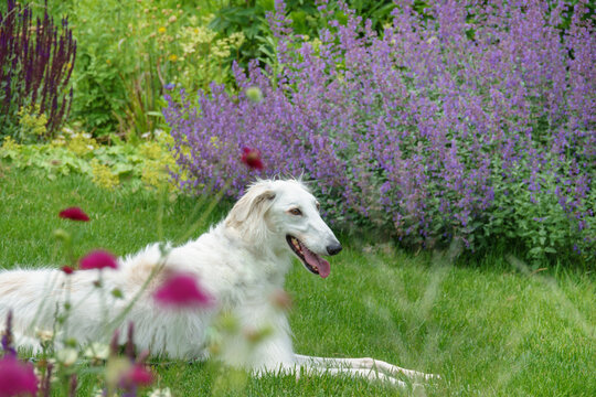 ボルゾイ 大型犬 Images Browse 79 Stock Photos Vectors And Video Adobe Stock