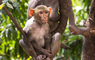 Rhesus macaques are familiar brown primates with red faces and rears. They have close-cropped hair on their heads, which accentuates their very expressive faces.