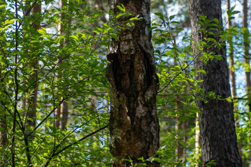 Obraz premium special trees, green forrest, germany