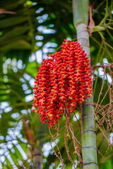 photo of areca nut (thai call mak dang) is the seed of areca palm in thai or south east asia , red seed betel nut.