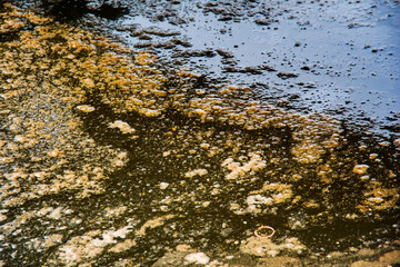 rotten water in a canal,sewage