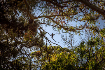 Dove standing quietly on a tree branch, surrounded by leaves on a sunny day