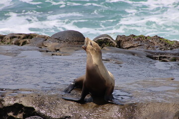 sea lion on rock cliff