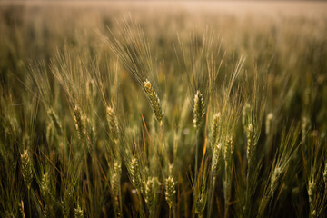 Obraz premium field of wheat