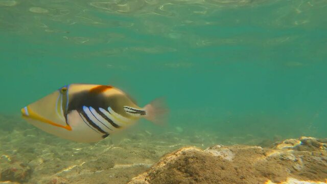 Underwater video of Lagoon Triggerfish, Humuhumunukunukuapua'a, at Haunama Bay, Hawai'i.
