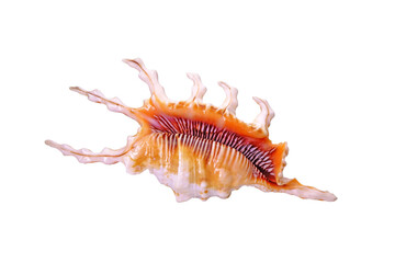 Shells, Sea shells : Lambis scorpius , common name the scorpian conch or scorpian spider conch, is...