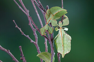 Leaf insect (Phyllium westwoodii), Green leaf insect or Walking leaves are camouflaged to take on the appearance of leaves, rare and protected. Selective focus, blurred green background, copy space