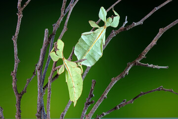 Leaf insect (Phyllium westwoodii), Green leaf insect or Walking leaves are camouflaged to take on the appearance of leaves, rare and protected. Selective focus, blurred green background, copy space