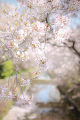 sakura