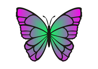 butterfly