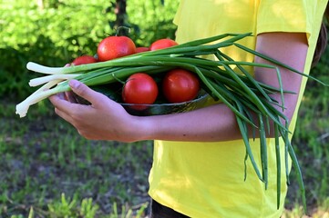 irl is standing in garden and holding plate with vegetables, tomatoes, cucumbers, green onions. Proper nutrition, healthy lifestyle, diet. Vegetarianism. Selective focus