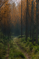 forest in autumn
