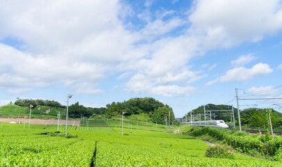 Fototapeta na wymiar 静岡県　茶畑