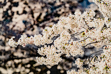 五条川の桜