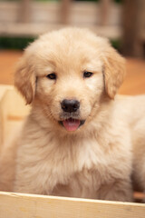 golden retriever puppy