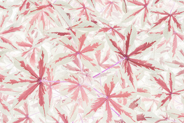 Art of the beautiful pink leaf close up use for abstract image for background.