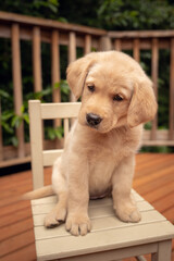 golden retriever puppy sitting on a chair 