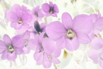 Naklejka na ściany i meble Art of the beautiful purple orchid flower close up use for abstract image for background.