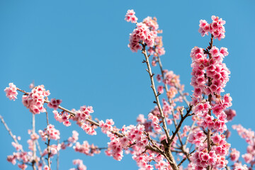 Cherry Blossom or Sakura flower on blue sky nature background.