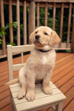 golden retriever puppy sitting on a chair 