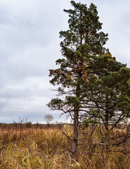 Fototapeta premium Wetland Tree