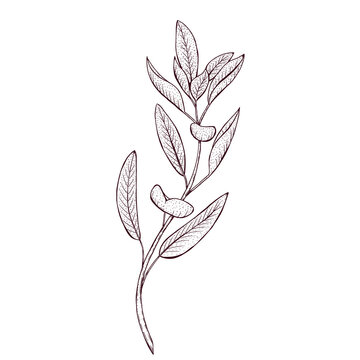 sage plant drawing on white background clip art preview