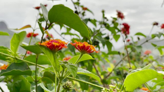 Beautiful West Indian Lantana Flowers In Bloom Under The Rain In The Mountain Of Brahmagiri, Western Ghats Of Maharashtra, India. close up