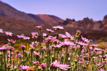 Fototapeta premium Desert Flowers atop Mount Tiede, Tenerife