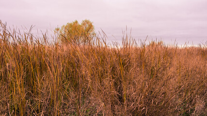Fototapeta premium Wetland Grass