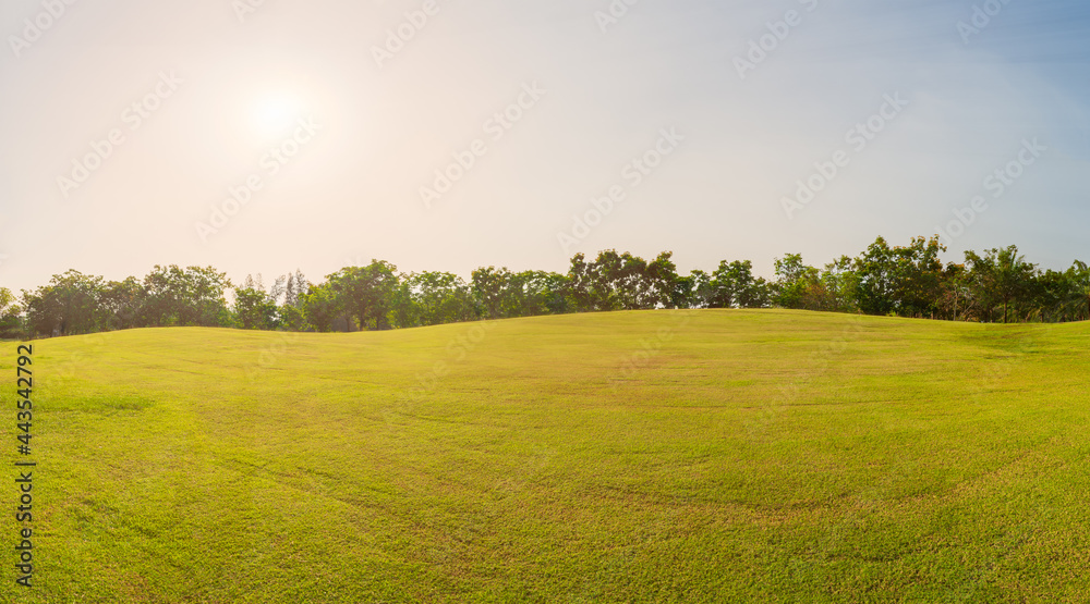 Wall mural Panorama green grass on golf field in everning time