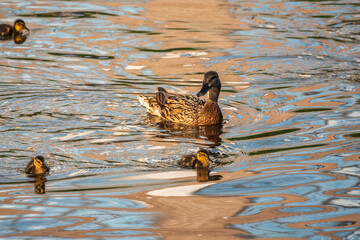 A family of ducks, a duck and its little ducklings are swimming in the water. The duck takes care of its newborn ducklings. Mallard, lat. Anas platyrhynchos