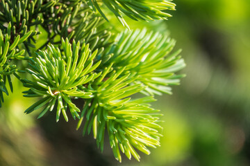 Fir branches with fresh shoots in spring.