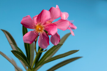 Oleander, Sweet Oleander, Rose Bay (Nerium oleander L.) plants isolate on blue background