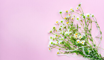Bouquet of field chamomile in a grid on a pink background