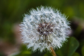 Obraz premium Dandalion