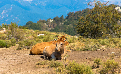 Brown cow in free range on mountain meadow with mountains in background.
Plateau du Coscione, Corsica Island, France.