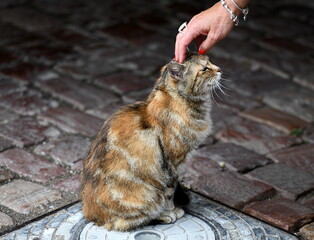 chat