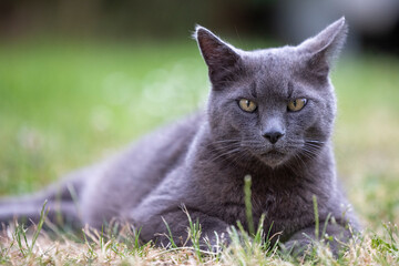 Naklejka na ściany i meble eine British Kurzhaar Katze liegt im grünen Gras