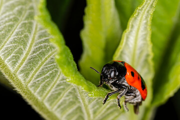 eine roter Käfer mit Punkten auf einem grünen Blatt