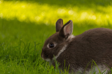 Ein braunes Kaninchen auf dem grünen Rasen