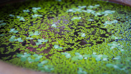 Green moss on the ground