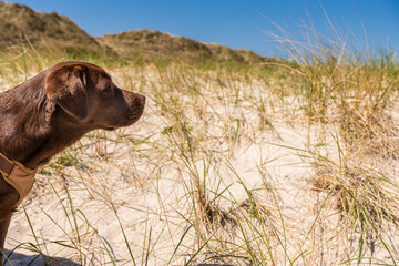 Ein junger brauner Labrador am Strand von Sylt