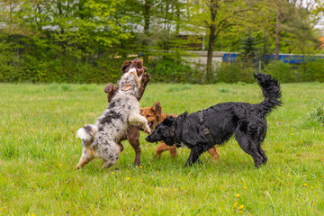 Junge Hunde am spielen auf grünen Rasen