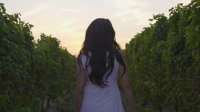 Mediterranean woman with long, black hair walking in vineyard, amongst the vines of green grapes