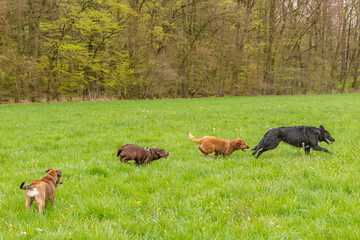 Junge Hunde am spielen auf grünen Rasen