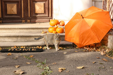 Cute cat with umbrella, doormat and pumpkins near entrance of house on autumn day